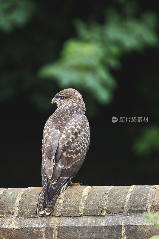 常见的秃鹰(Buteo Buteo)